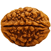 2 Mukhi