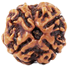 4 Mukhi