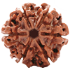 6 Mukhi