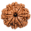 8 Mukhi