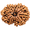 12 Mukhi